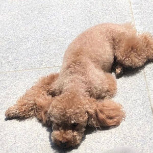 Meet your Posher, Diana